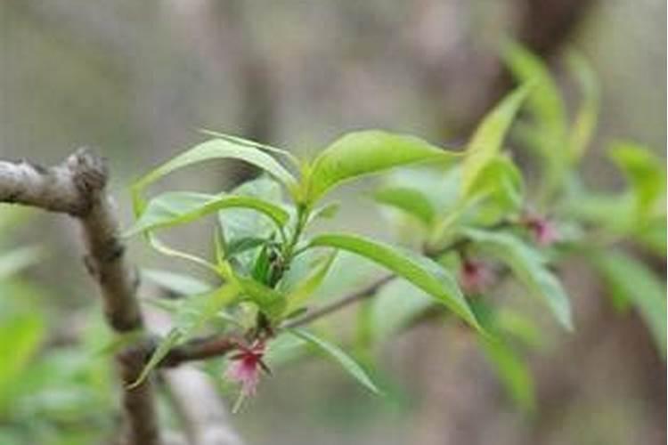 蝴蝶兰刚长花芽可以施肥吗