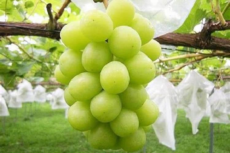 干笋含磷量多少？？