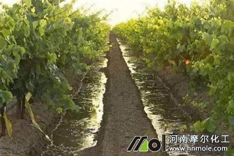 不含钾的食物一览表