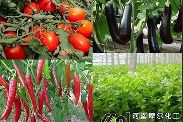 西红柿具体要什么时候冲施高钾水溶肥才合适？