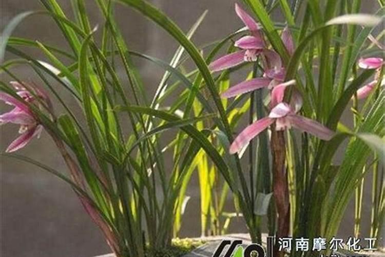 兰花喷叶面肥和浇水需要注意些什么