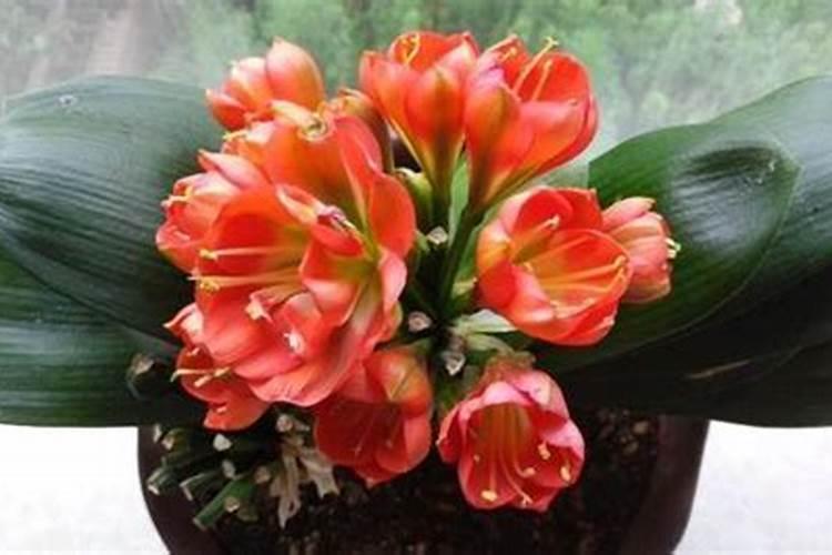 君子兰开花时能施肥吗