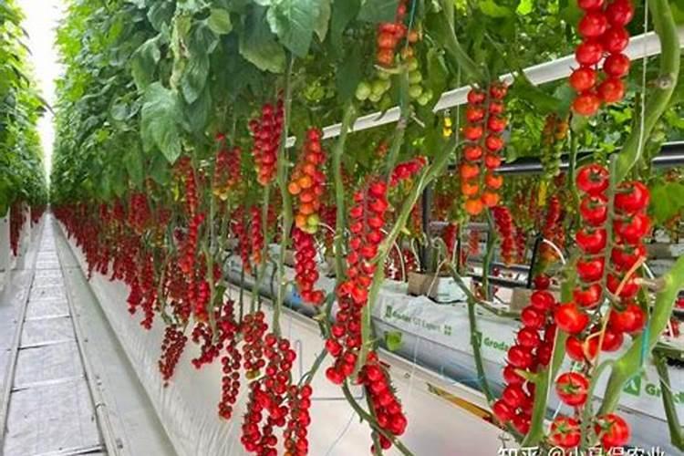 授粉成功的番茄需要怎么施肥