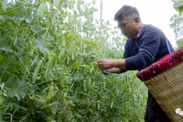 长寿花施什么肥好