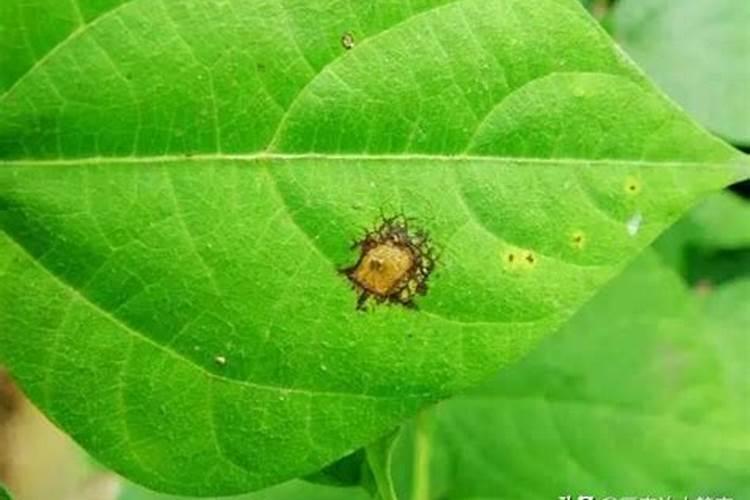 家有庭院,4月份种4种花,轻松养出一片花海来,都是哪4种呢？