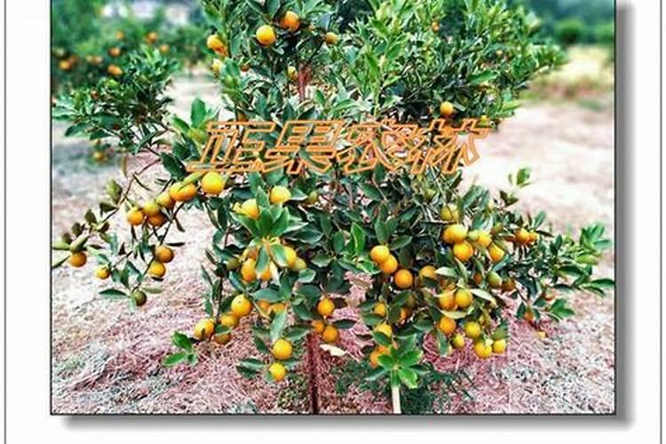 矿源黄腐酸钾哪个厂家好