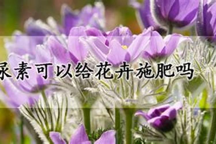 尿素可以给花卉施肥吗