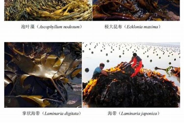钾肥对农作物有什么作用？
