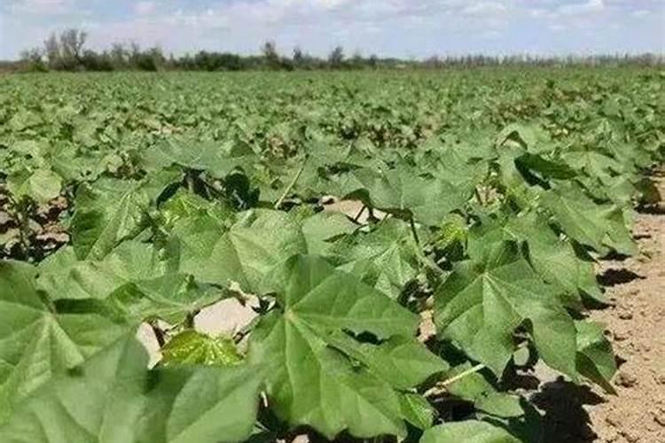 大豆开花期打什么叶面肥