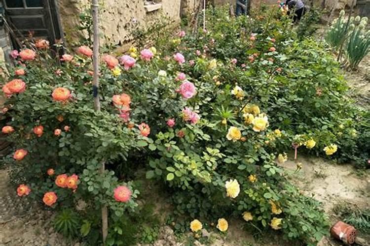 月季花用什么肥料最佳