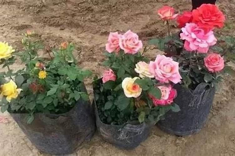 月季花现在都发芽了,而且也长新叶子了,可以施肥吗？