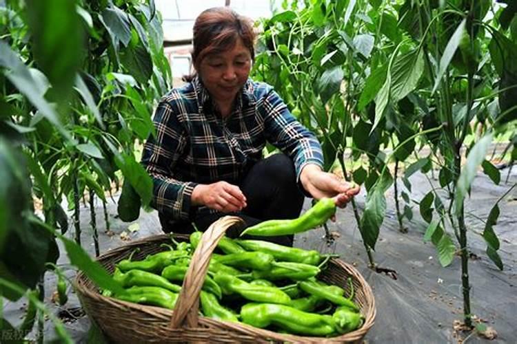 水溶肥能代替复合肥吗