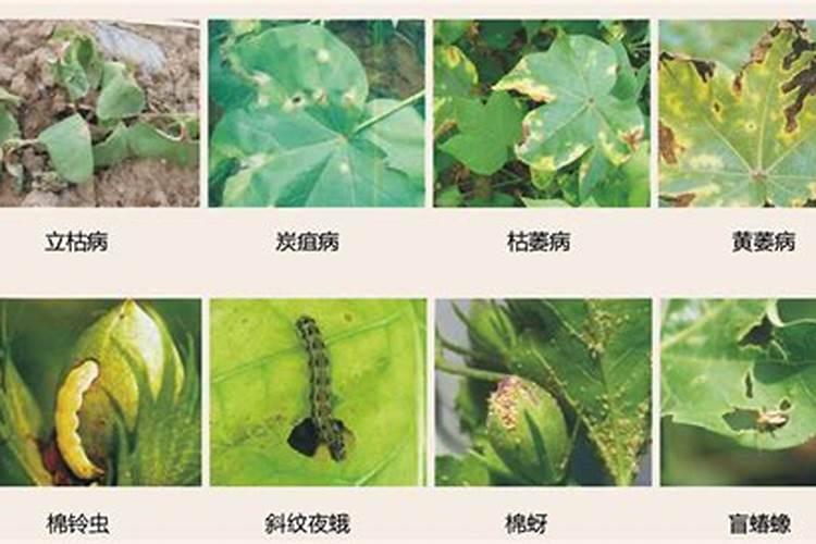 硼肥在大豆的用量是多少