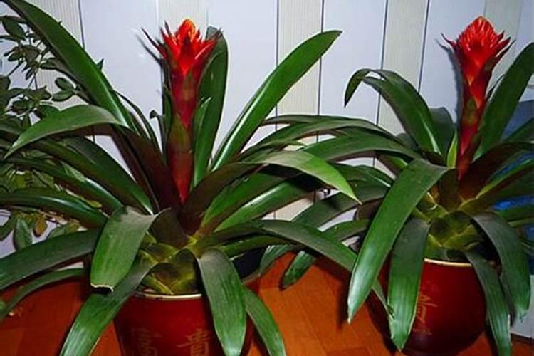 鸿运当头怎么养开花,5个要求必须要做到