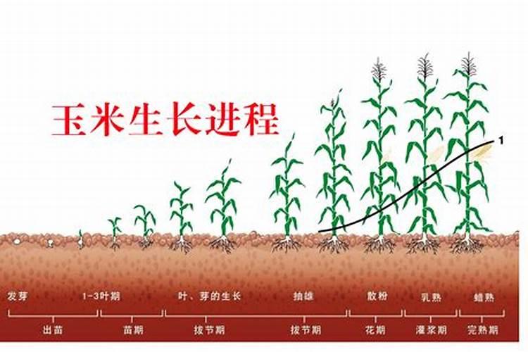 玉米出廖了能打叶面肥吗