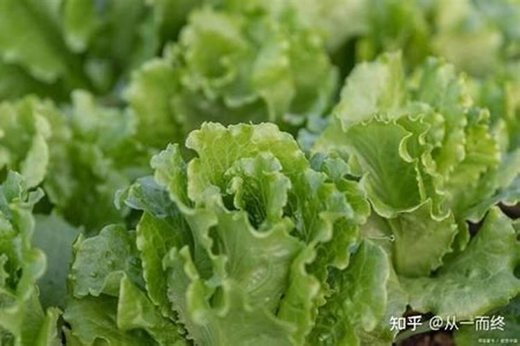 锌肥的使用方法