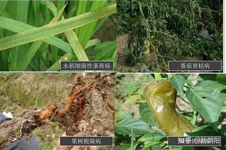 君子兰夹箭可以浇磷酸二氢钾吗？