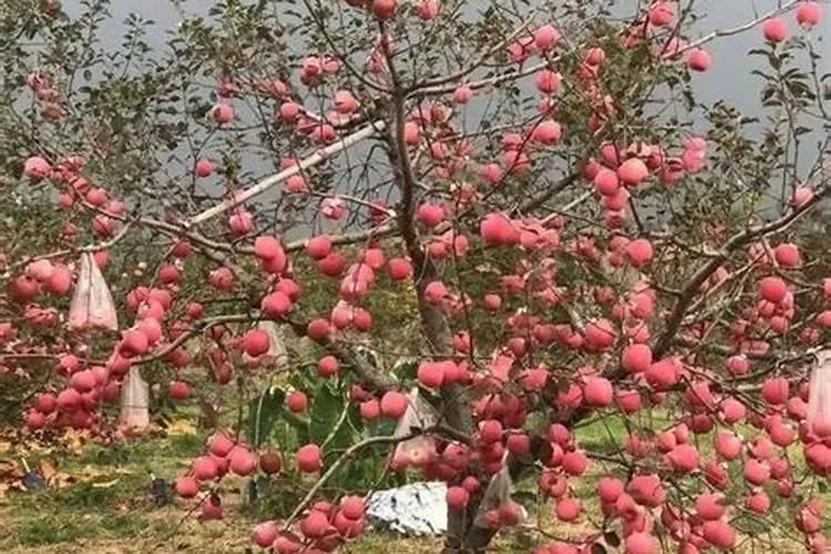 磷肥对果树的作用是什么？