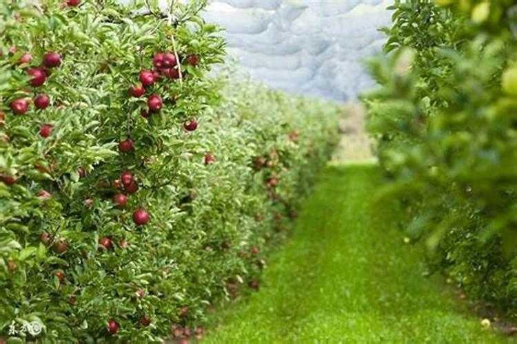 果树越长越旺,不结果怎么办？