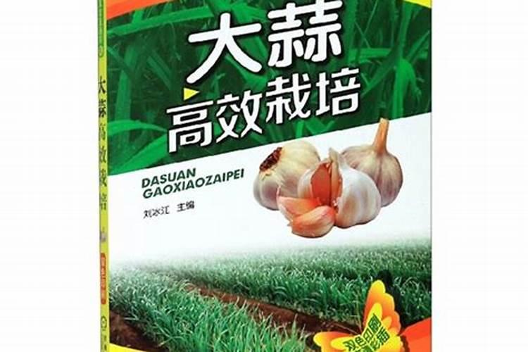 紫皮独头蒜如何种植？