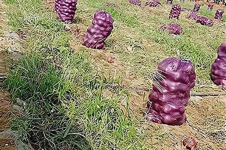 独头蒜种植技术 独头蒜怎么养殖
