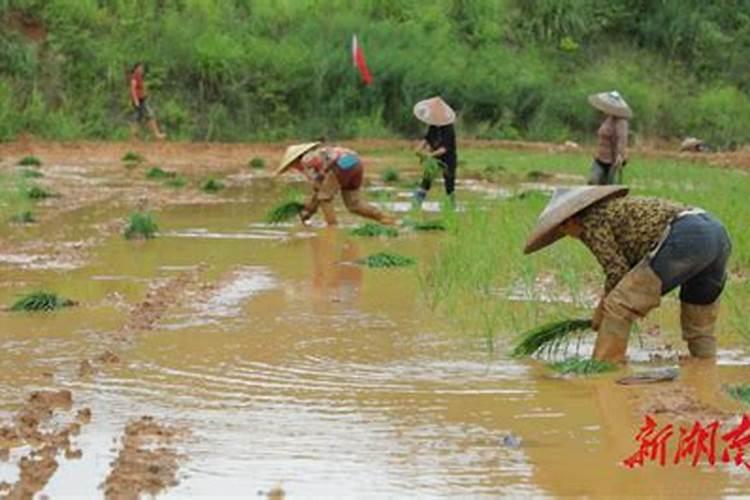 水溶肥十大名牌