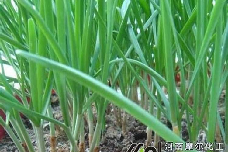 土豆施肥最佳配方