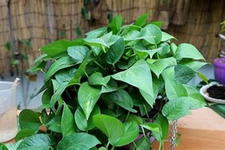 盆栽西红柿施什么肥最好？