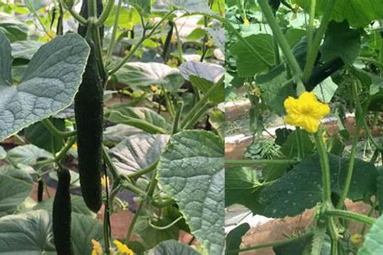 糖醋姜的腌制方法及配方比例