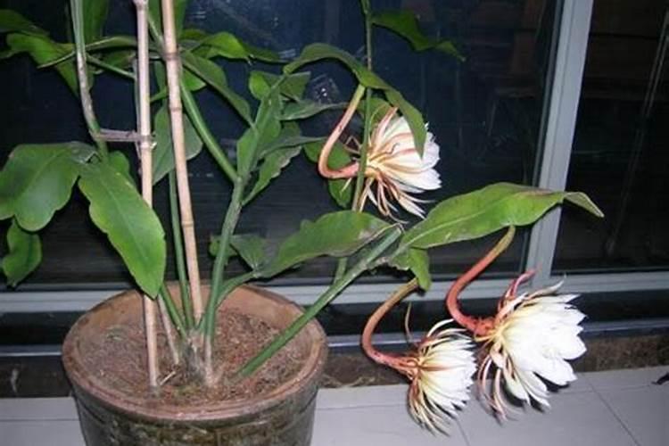 昙花要怎样施肥？