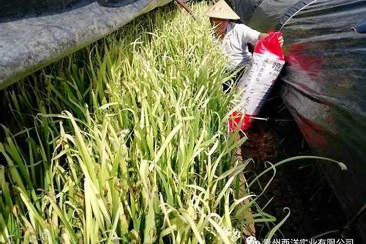 韭黄最简单种植方法