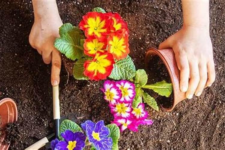 种花什么肥料最好 家庭养花十大最好花肥