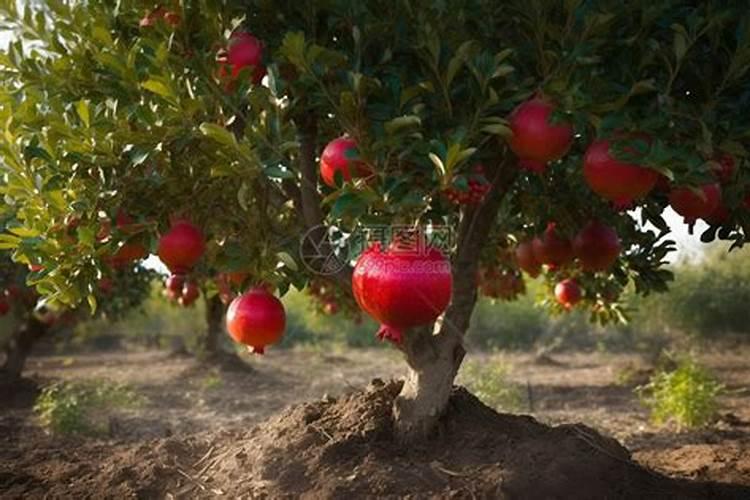 石榴树施什么肥最好