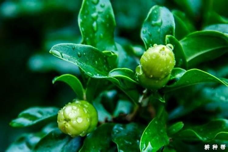 石榴施什么肥 石榴怎么施肥