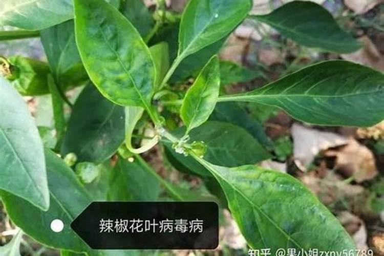 辣椒喷什么叶面肥结果多？辣椒用什么肥料才能高产？