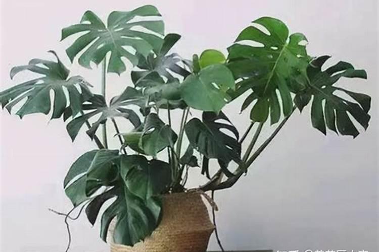 哪些品牌的富硒大米口感不错？