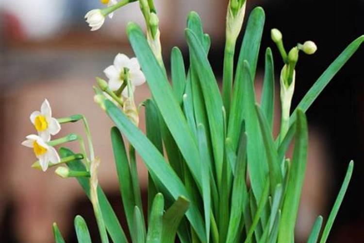 柴胡用什么化肥壮根