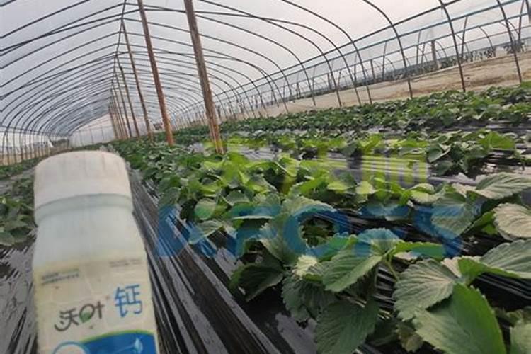 盆栽草莓施肥用什么肥料好