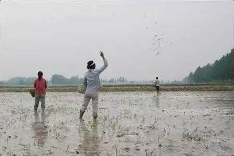 西葫芦2叶时冲什么肥料好