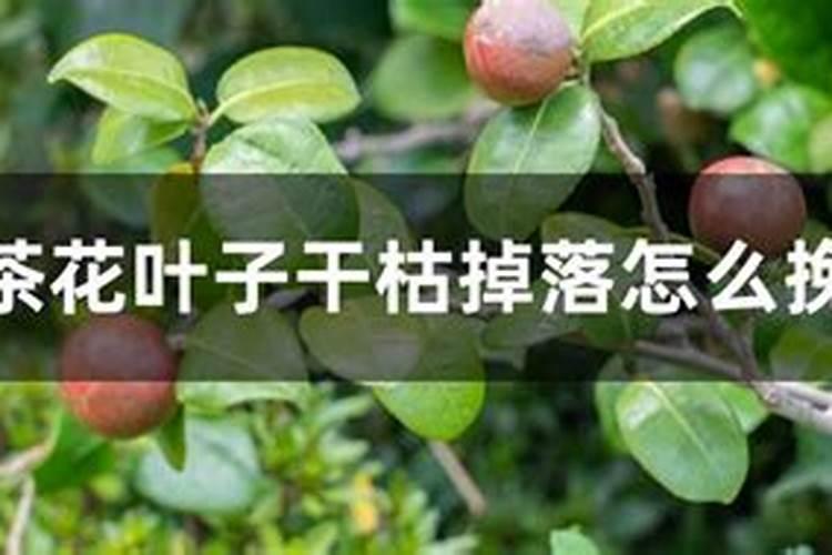 油菜春后应该如何施肥？需要注意什么？