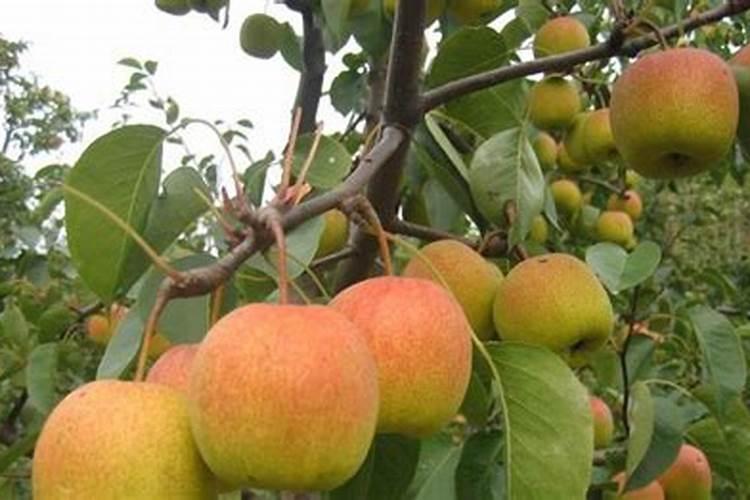 种植梨苗用什么底肥好？梨苗种植施肥方法