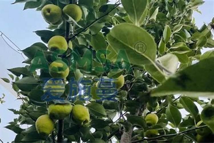 秋季梨树应该下什么肥？