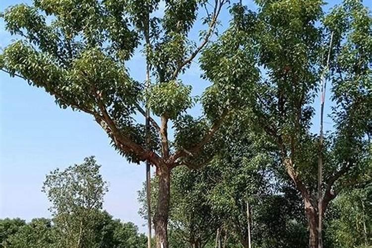 种植花生和大豆时,不需要施氮肥的原因是( )A.土壤中的氮肥足够多B.大...