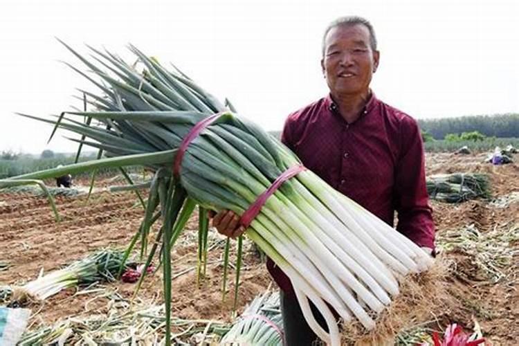 种植大葱技术最忌什么肥料