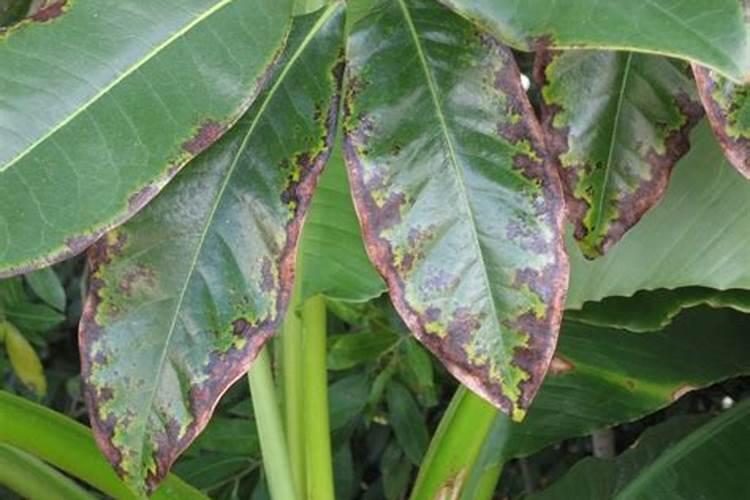 大豆顶部坐不住夹是怎么回事儿啊