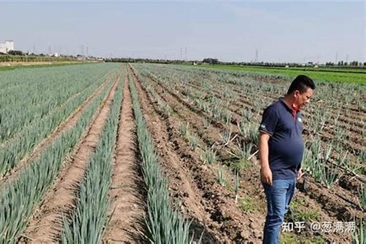 大葱专用肥料哪种的好？大葱抗病增产喷施昆仑风叶面肥!