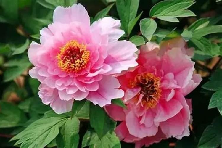 牡丹花能直接喷施叶面肥吗