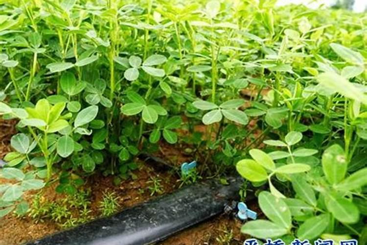 大蒜生根肥料用哪种的效果好？矿源黄腐酸钾含腐殖酸水溶肥？