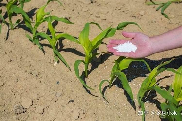 芸苔素14,24,28的区别是什么？