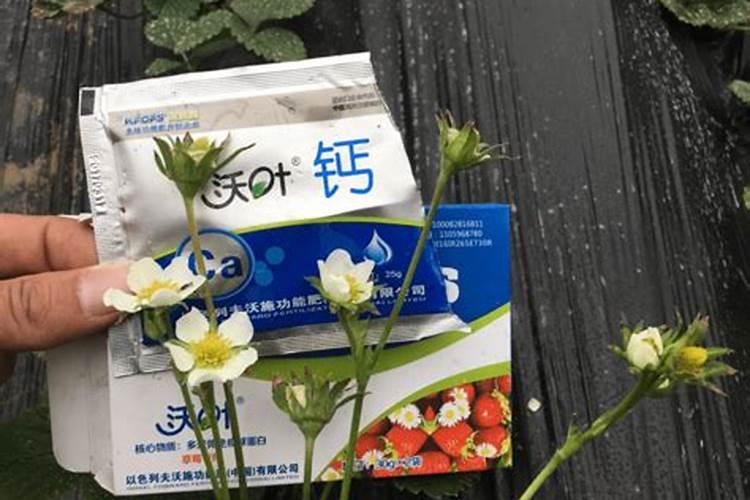 水养花卉需要哪些营养